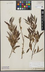 Foto von Salix triandra L. x Salix viminalis L.